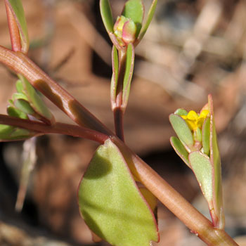 Portulaca oleracea, Common Purslane